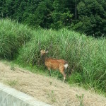 箕面市：箕面森町には野生の鹿がいる！