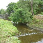 箕面市で伐採：センダンの大木が2013.925に伐採。